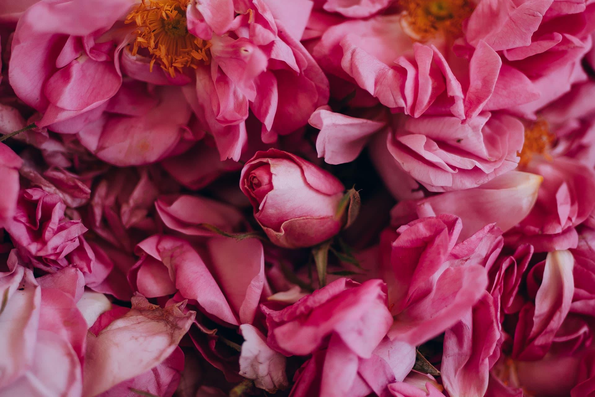 Givaudan Landing Page